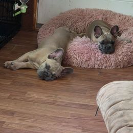 Boston Terrier and French Bulldog Puppies from Vanover's Boston Terriers and Frenchies