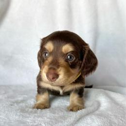 Caramel (yellow) - Chocolate and tan female Dachshund puppy in Paoli, Oklahoma from Dobbins Dachshunds
