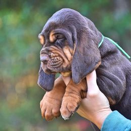 American Bully and Bloodhound Puppies from Blue Collar Kennelz Bloodhounds and American Bullies