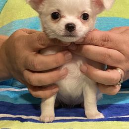 Chihuahua Puppies from TipTop Chihuahuas
