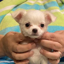 Chihuahua Puppies from TipTop Chihuahuas