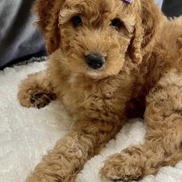 Bernedoodles and Goldendoodles from AzDoodle Dandies