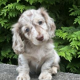 Dachshund Puppies from Taylored Dachshunds