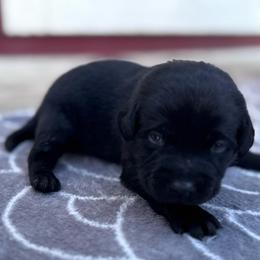Dafny - Black female Labrador Retriever puppy in Garnett, Kansas from Timberland Creek Labradors