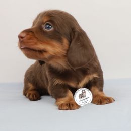 Longhair boy - Chocolate and tan male Dachshund puppy in Liberty, South Carolina from Golden Creek Miniature Farm