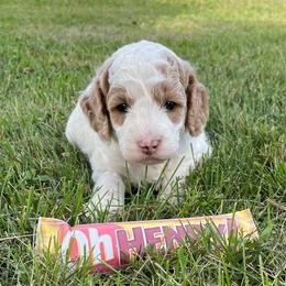 Goldendoodle and Shichon Puppies from Kinzor Kennels