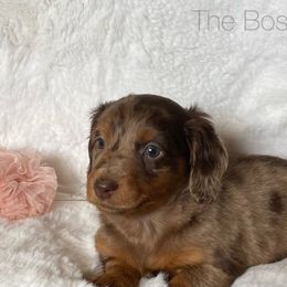 Dachshund and Miniature Schnauzer Puppies from The Bossy Doxie Farm
