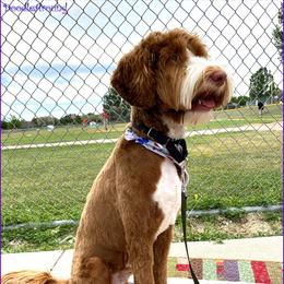 Rocky - Australian Labradoodle