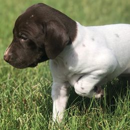 German Shorthaired Pointer Puppies from Triple Cord Kennels