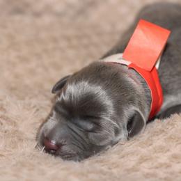 Locket - Black male Labrador Retriever puppy in Morrilton, Arkansas from Ancient Dogges Performance Dogs