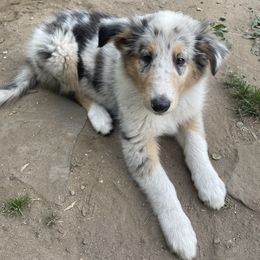 Elsa - Blue merle female Collie puppy in Brushton, New York from Clark's Collies