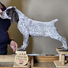 Sprinkle - German Shorthaired Pointer puppy from Honor German Shorthaired Pointers