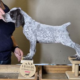 Sprinkle - German Shorthaired Pointer puppy from Honor German Shorthaired Pointers