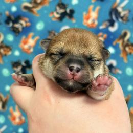 Tsuki - Red male Shiba Inu puppy in Marshall, Minnesota from Tobitatsu Shiba Inu