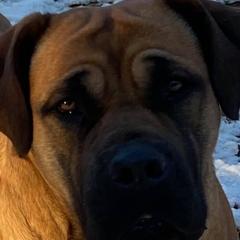 Boerboels and Rottweilers from Schwarzbachtal