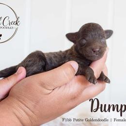 Dumplin - Chocolate female Goldendoodle puppy in Woodruff, South Carolina from Crooked Creek Doodles and Poodles