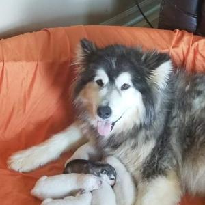 Gloucester, VA - Alaskan Malamute. Meet Tucker a Pet for Adoption 