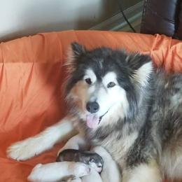 Alaskan Malamute Puppies from New River Valley Malamutes
