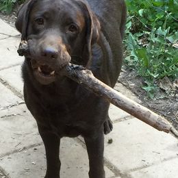 Labrador Retrievers from Holy Oak Labradors