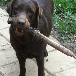 Labrador Retrievers from Holy Oak Labradors