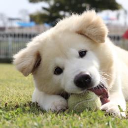 Jindos from Hwarang Kennel Korean Jindo | 화랑 진돗개
