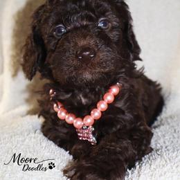 J'Adore - Brown female Bernedoodle puppy in Ohio from Moore Doodles