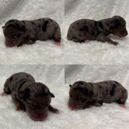 Blue Merle female - Blue merle female Toy Australian Shepherd puppy in Brooker, Florida from Honey, I Shrunk the Aussies