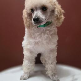 AKC Toy Poodle Male - Cream male Poodle puppy in Casselberry, Florida from McIntosh Toy Poodles