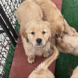 Green - Light golden male Golden Retriever puppy in Mims, Florida from Goldens