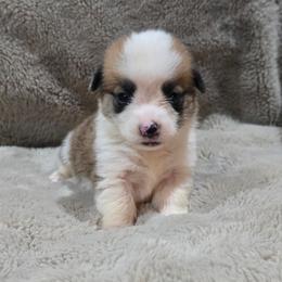 Red Male - Red male Pembroke Welsh Corgi puppy in Tenino, Washington from LoneStar Corgis NW
