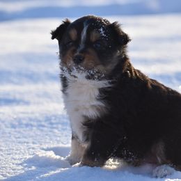 Australian Shepherd Puppies from 10-BAR-Y RANCH