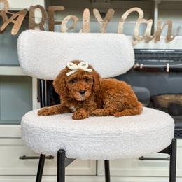 Green collar girl - Red  female Goldendoodle puppy in Spokane, Washington from Dream Doodles in Spokane WA
