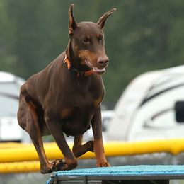 Doberman Pinschers from Reign Dobermans