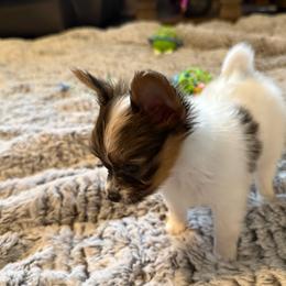 Lilly - Red white and sable female Papillon puppy in Howe, Oklahoma from Southern Sweet Papillons