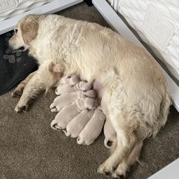 Miss Pink - Light golden female Golden Retriever puppy in Douglas, Massachusetts from Oak Breeze Retrievers