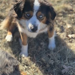 Queen - Toy Australian Shepherd