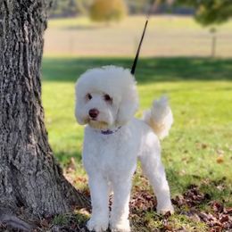 Paisley - Australian Labradoodle