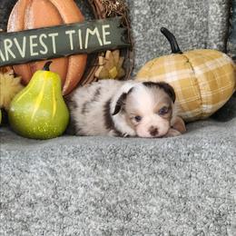 Gretel - Red merle female Miniature Australian Shepherd puppy in Gainesboro, Tennessee from Family Tradition
