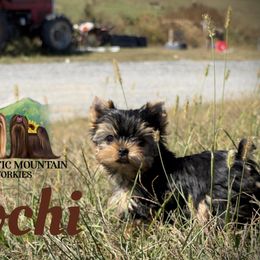 Xochi - Black and gold female Yorkshire Terrier puppy in Baker, West Virginia from Majestic Mountain Yorkies