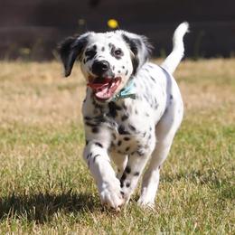 Dark Blue - White and black male Dalmatian puppy in Cottage Grove, Oregon from Hidden Hills Dalmatians