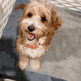 Charli - Goldendoodle