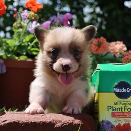 Ozzy - Fawn male Pembroke Welsh Corgi puppy in Pollock, Missouri from Northstar
