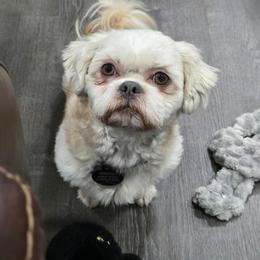 Knoxx - Shih Tzu