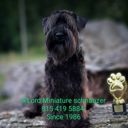 Logan - Miniature Schnauzer