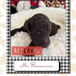 Brownie - Brown male Poodle puppy in Ocean Springs, Mississippi from Forever Summer Standard Poodles