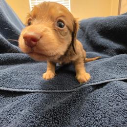 Cooper - Chocolate and tan male Dachshund puppy in Stillwater, Oklahoma from Shade Tree Dachshunds