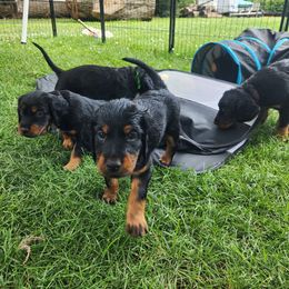 Gordon Setter Puppies from Tom McCleary
