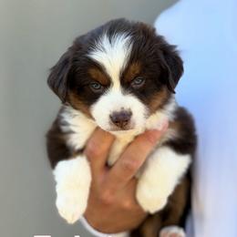Eclair - Red tri-color female Miniature American Shepherd puppy in Riverton, Utah from Iron Spirit Homestead & Aussies