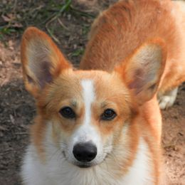 WAFFLES - Pembroke Welsh Corgi