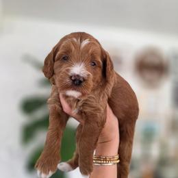 Elle - Red  female Goldendoodle puppy in Moses Lake, Washington from Macy Meadows Doodles